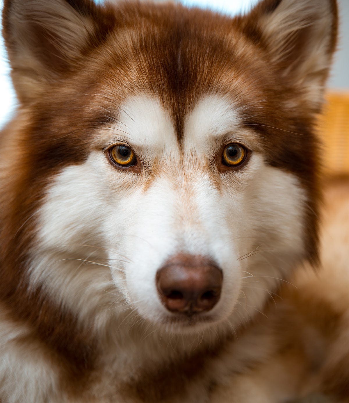 Pictures Of Huskies - An Amazing Gallery of Siberian And Alaskan Dogs And Pups