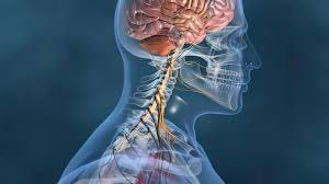 Reset Your Whole Body Nervous System ...