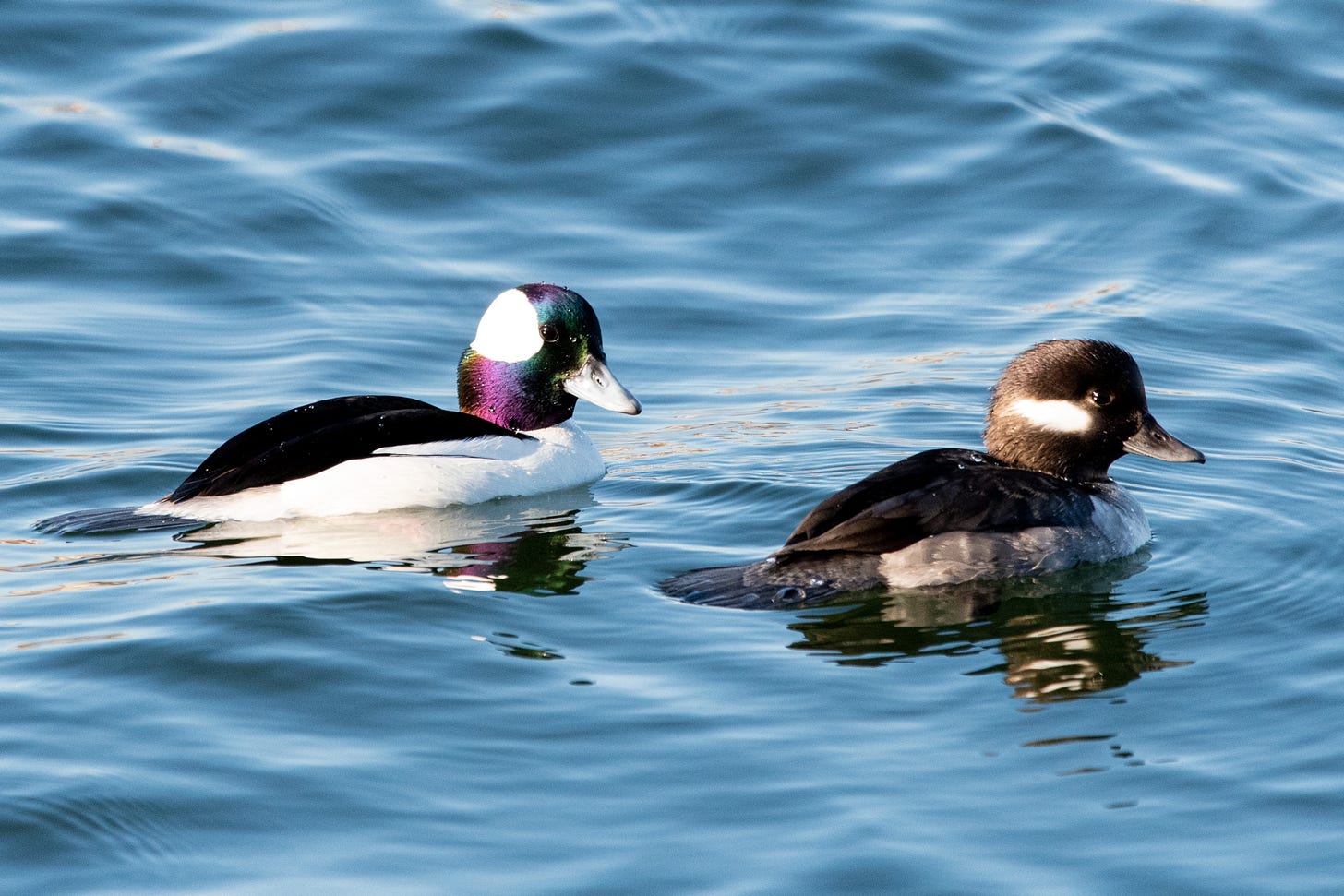 A pair of buffleheads, the male iridescent and the female more demure, swim past the camera while eyeing it warily