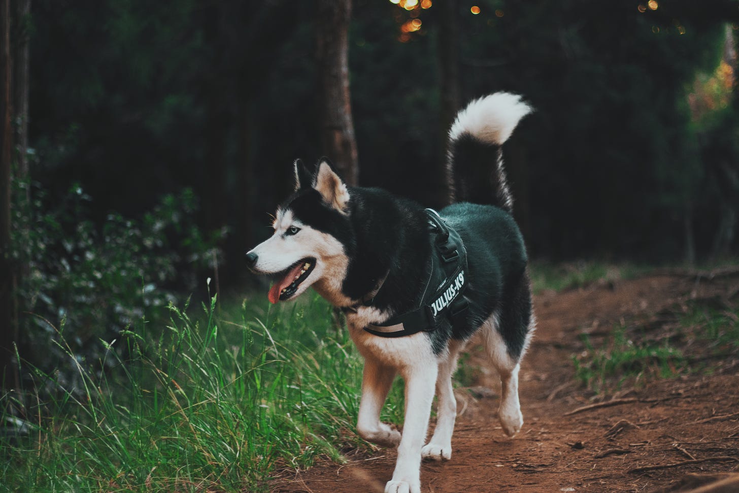 Husky breed dog for a walk wallpapers and images - wallpapers, pictures, photos