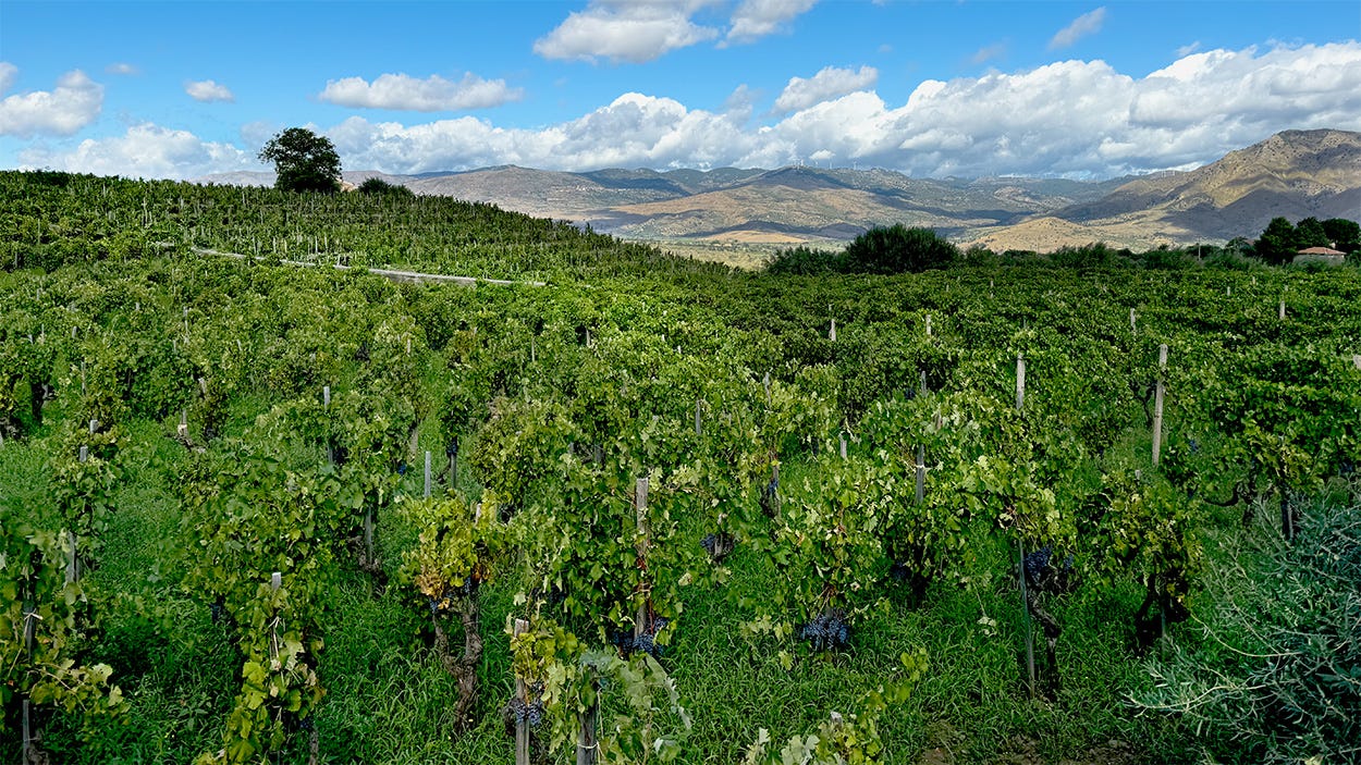 Landscape view of a vineyard, with each grapevine tied to a single stake. In the background are rolling arid hills and blue sky with puffy white clouds Landscape view of a vineyard, with each grapevine tied to a single stake. In the background are rolling arid hills and blue sky with puffy white clouds