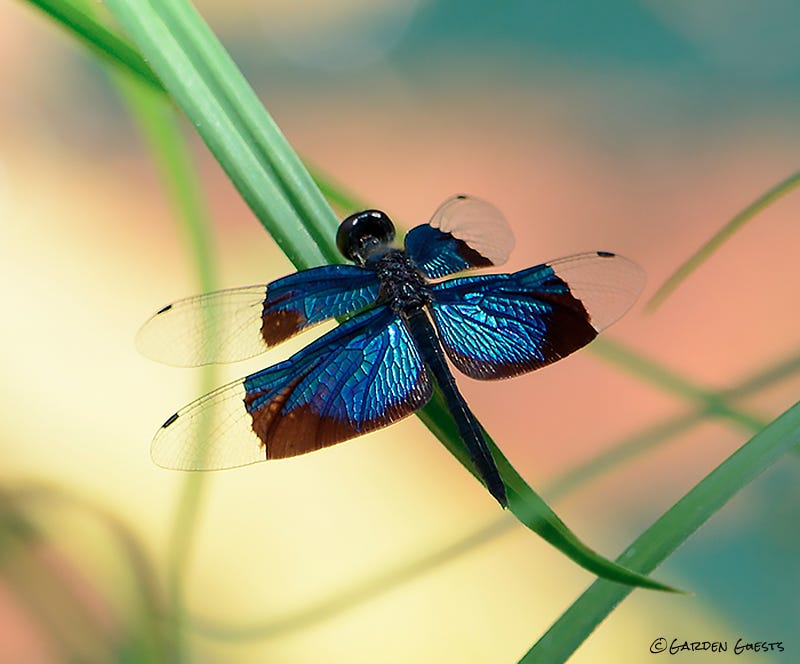 Beautiful blue dragonfly
