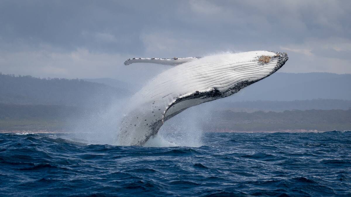 VIDEO: Rarely seen dwarf minke whale spotted exploring Tathra | Bega  District News | Bega, NSW