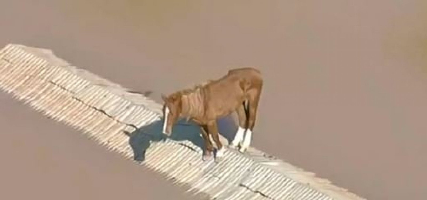 Cavalo fica ilhado em cima de telhado no RS; quase 6 mil animais já foram  resgatados no estado - Metro 1