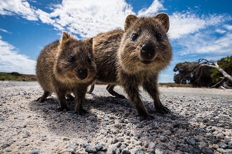 File:Curious quokka twins (27802025295).jpg