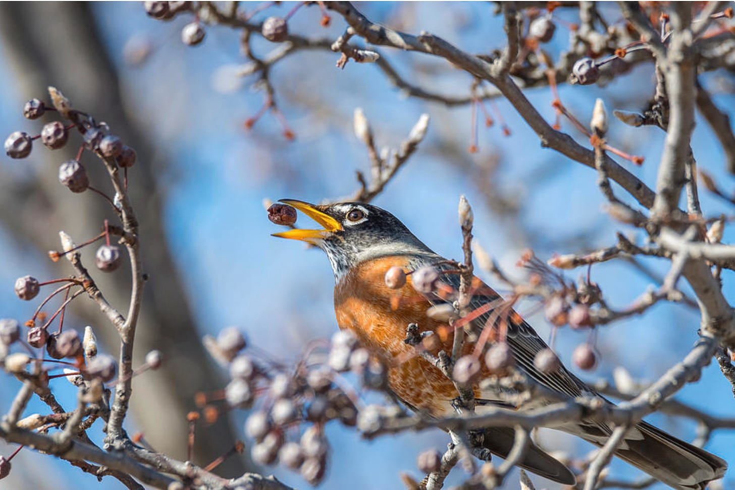 American robin tossing back a Bradford pear berry