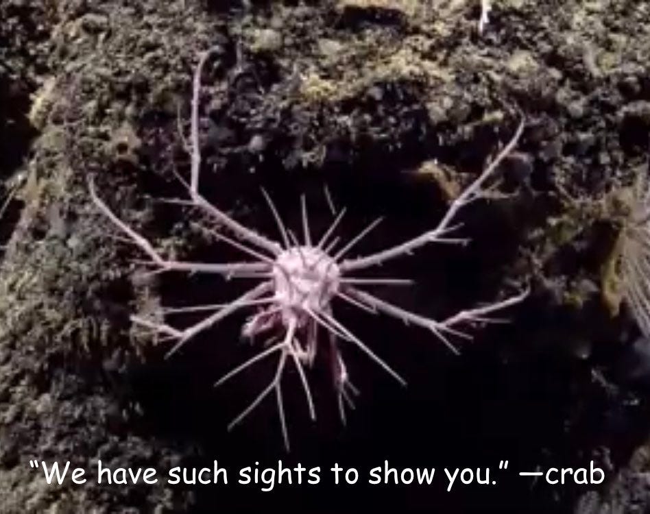 Image of a pink porcupine crab looking like the crustacean Pinhead of the sea, with the caption “We have such sights to show you.” —crab.