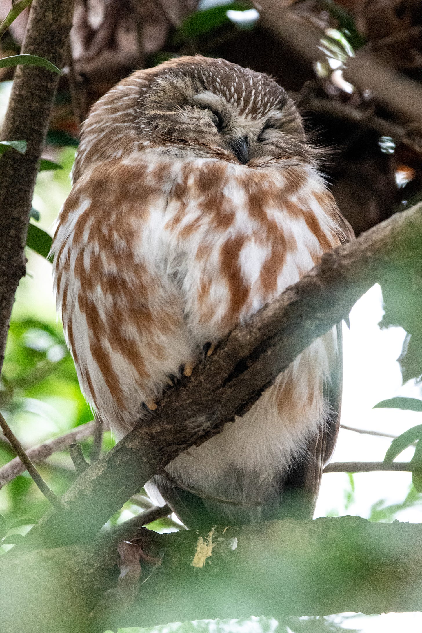 "A perched, sleeping Northern saw-whet owl, its eyes closed in crescents