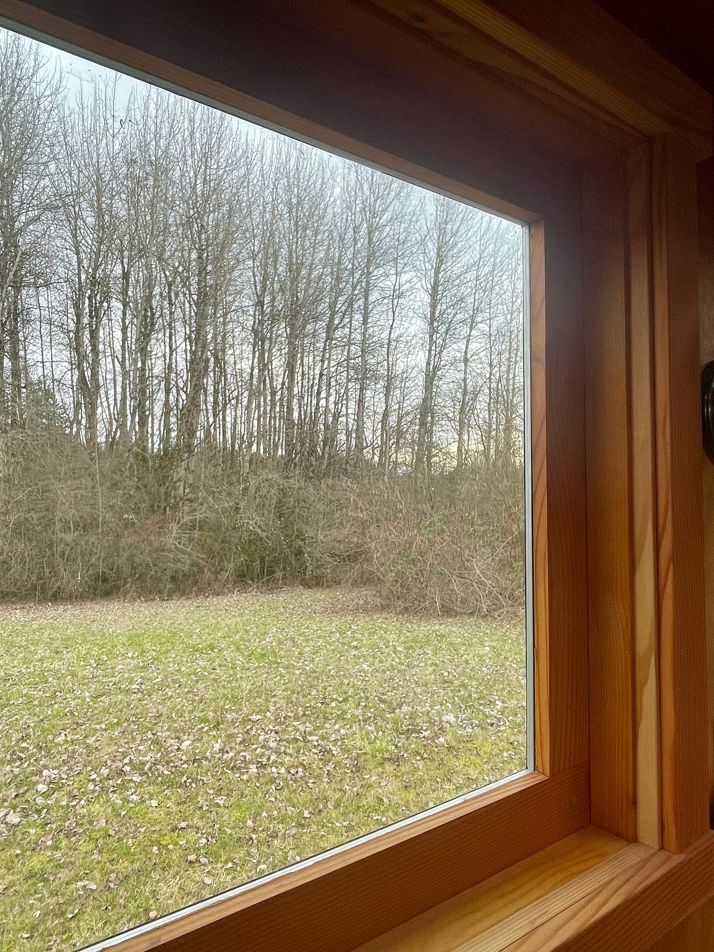 bare aspen trees through a window frame