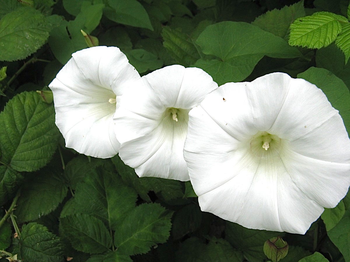 Hedge Bindweed or Wild Morning Glory: An Invasive Plant in B.C. - Owlcation