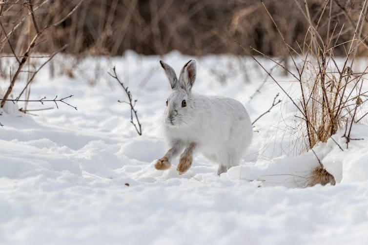 White snowshoe hare in the snow during a Canadian winter - mostly white with brown feet. White snowshoe hare in the snow during a Canadian winter - mostly white with brown feet.