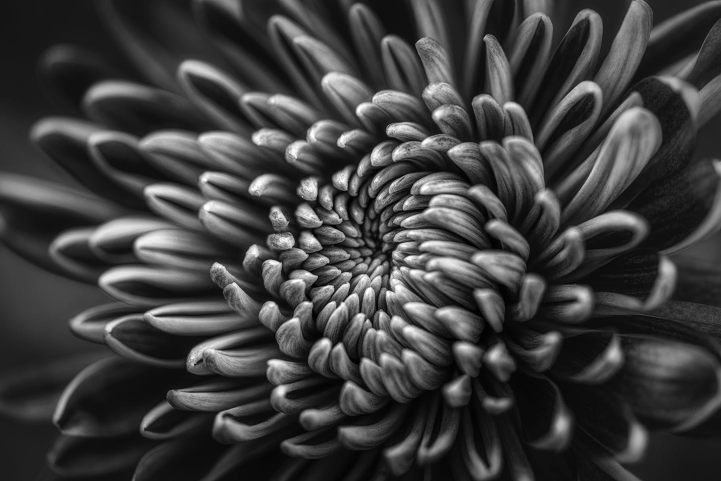 un fiore che sboccia in bianco e nero con petali inquadrati molto da vicino