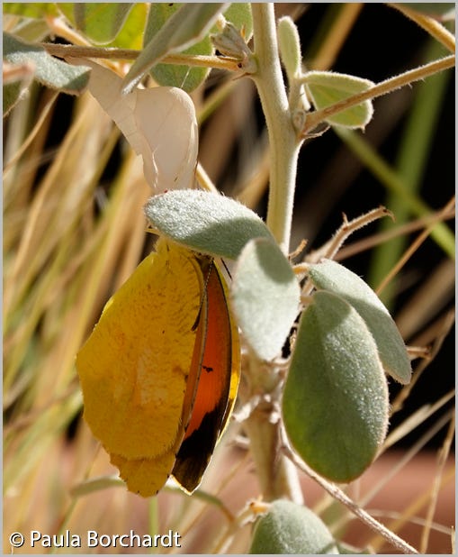 Recently eclosed Sleepy Orange Butterfly and its empty chrysalis on a Desert Senna, Tucson, AZ