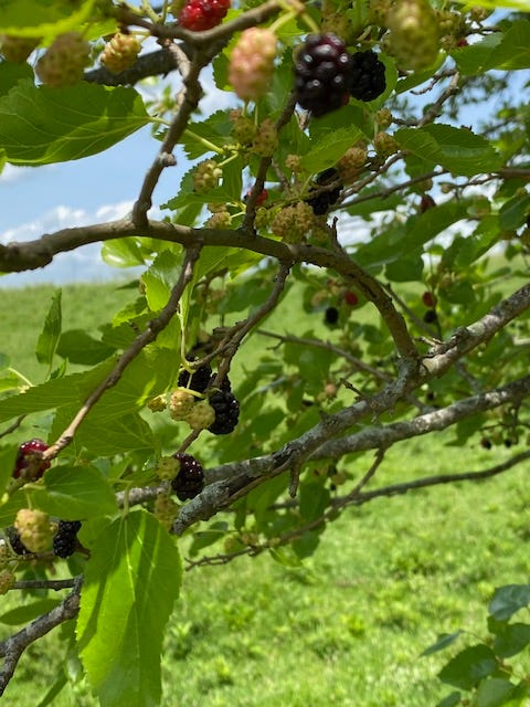 white mulberry tree fruiting