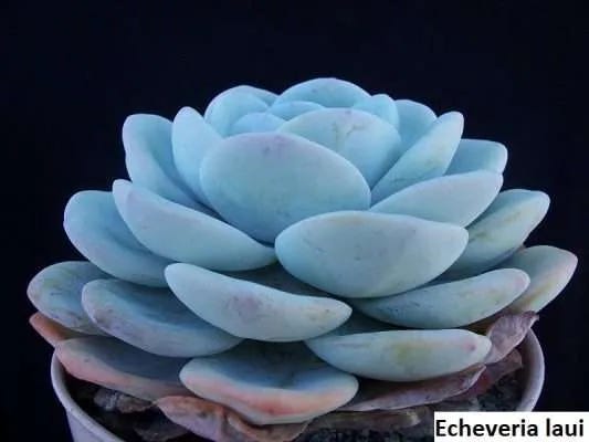 Echeveria succulent plant