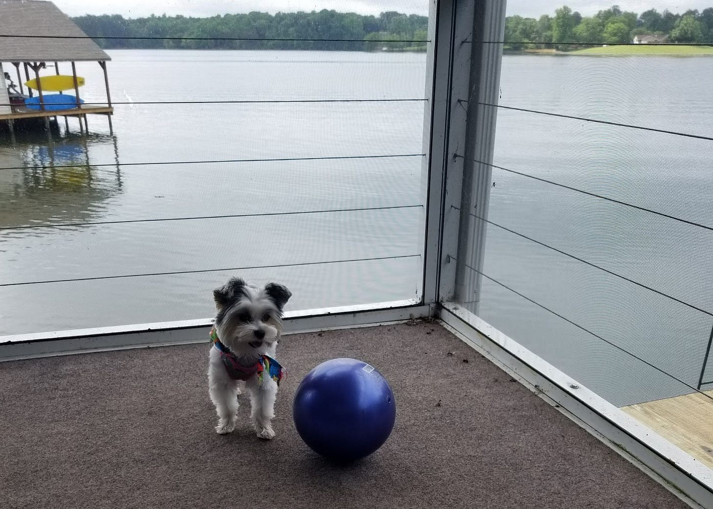 Dog and ball on porch overlooking lake
