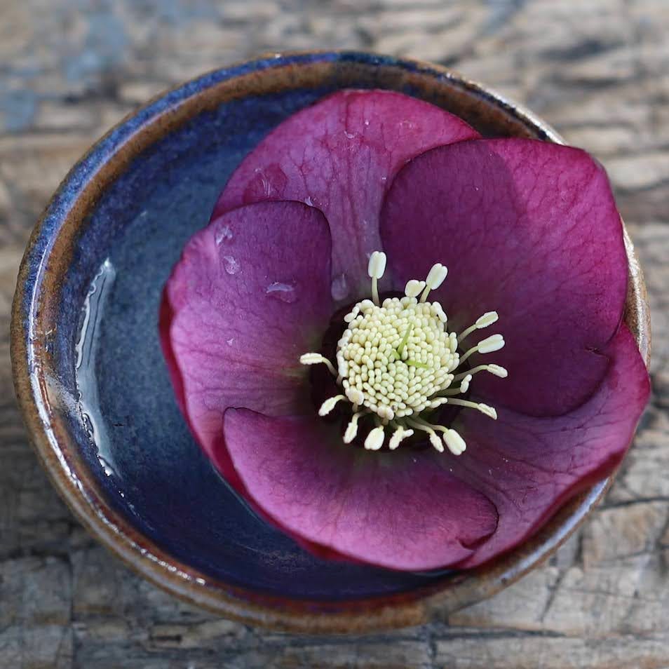 Hellebore in small dish, Sixburnersue