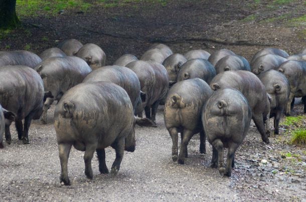 Inside the Secret World of Super-Premium Spanish Jamon Iberico