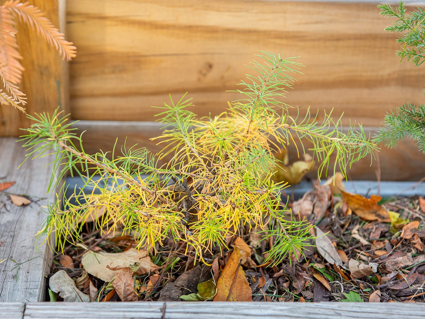 ID: Larch bonsai showing fall colors