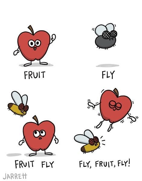 A picture shows an apple captioned "fruit", and a fly captioned "fly". There is a picture of a fly trying to eat an apple captioned "fruit fly", and a picture of the apple flying and the fruit fly looking surprised that is captioned "fly, fruit, fly!"