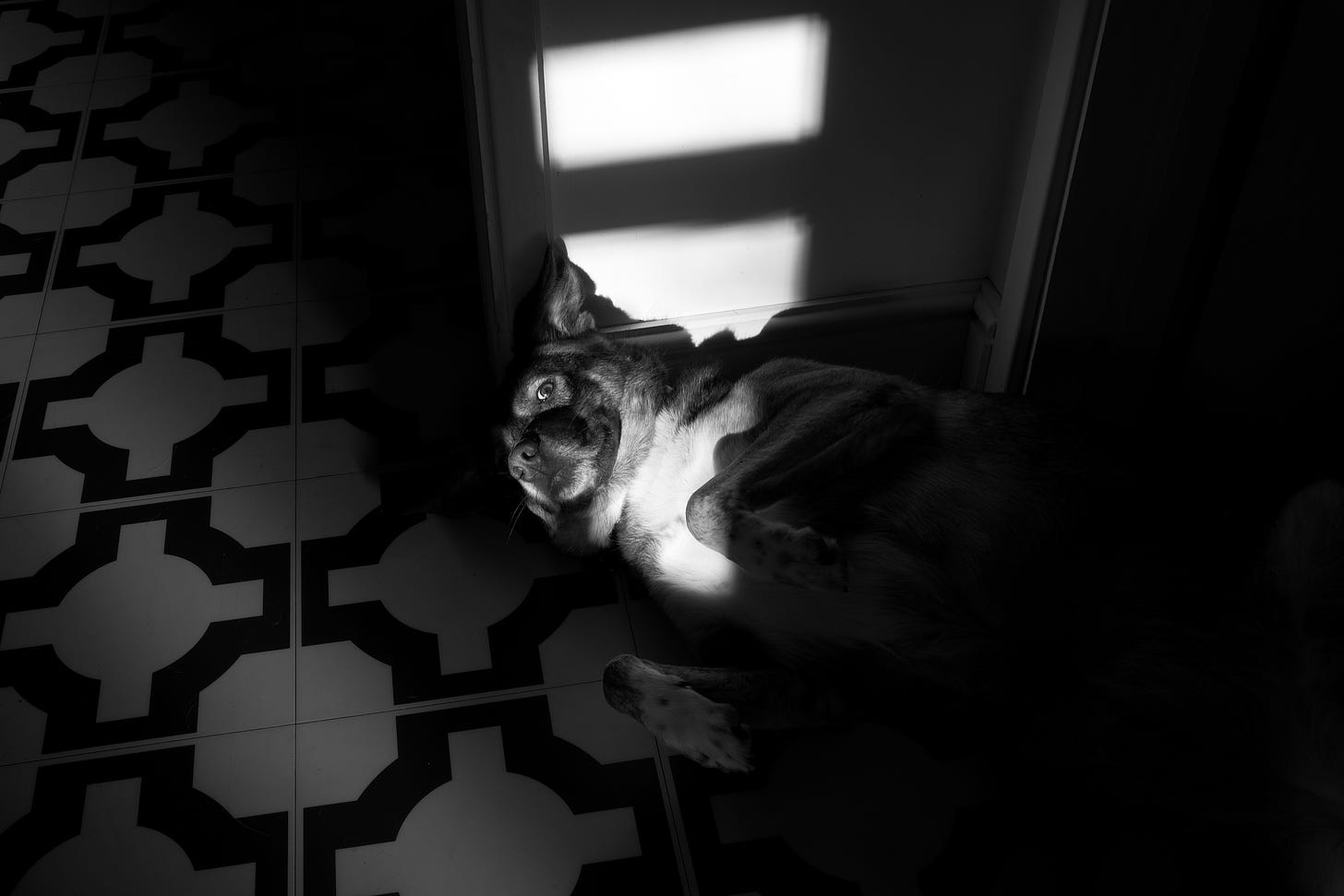 A dog lies in a sunbeam, looking suspiciously at the Photographer.