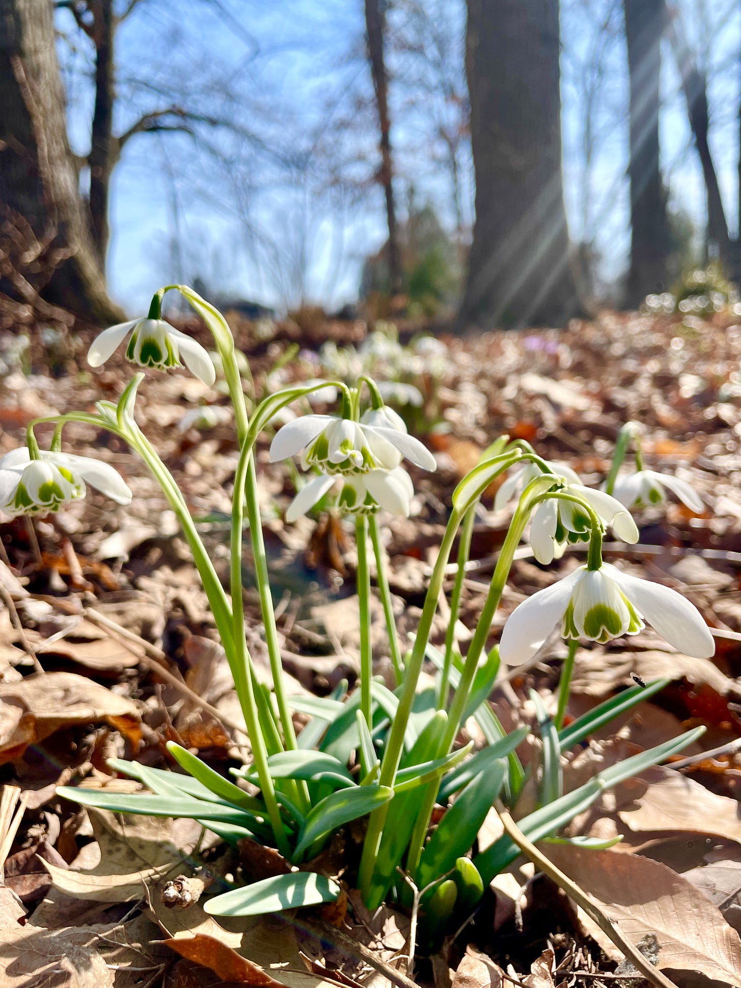 Galanthus ‘Hippolyta’ in the Spring Bed us always one of the first up and has multiplied well in the shade. Galanthus ‘Hippolyta’ in the Spring Bed us always one of the first up and has multiplied well in the shade.