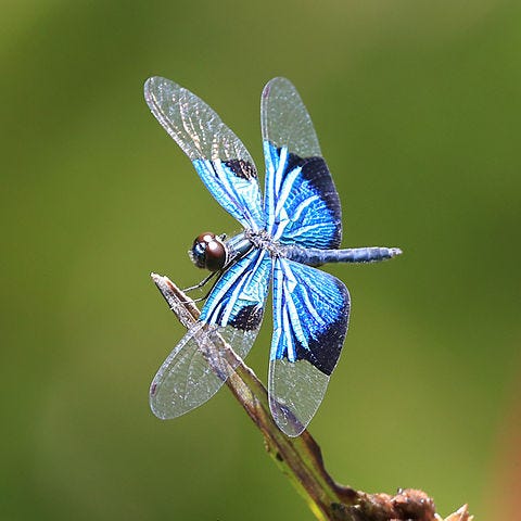 The dragonfly like Australian skimmer, the Jewel Flutterer, has sapphire blue wings that end in transparent, lacy tips.