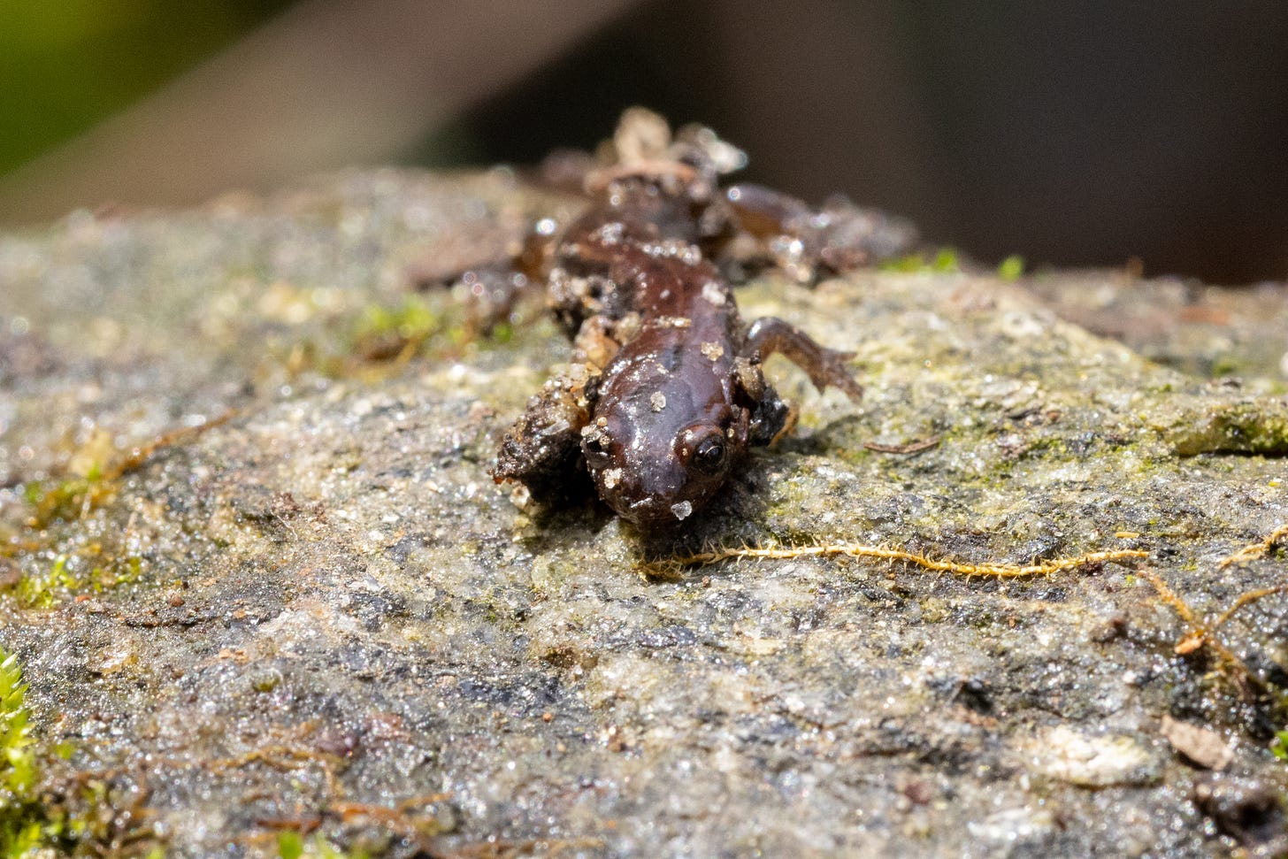 a brownish-red salamander with a round head covered in tiny sand grains sitting on a brownish-grays slab of rock, looking at the camera