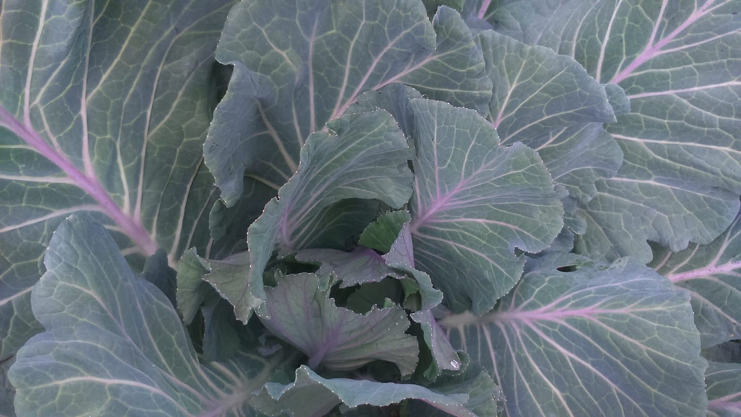 Close up of cabbage growing.