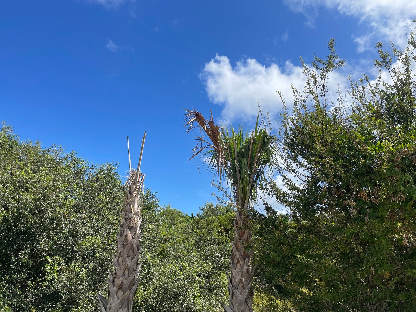 trees and shrubs atop sand dunes on an Atlantic coast. Two palm trees, one headless, sit in the middle of the frame