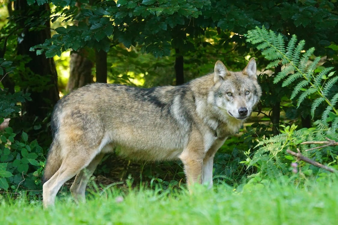 Free Brown Wolf Standing on Green Grass Stock Photo