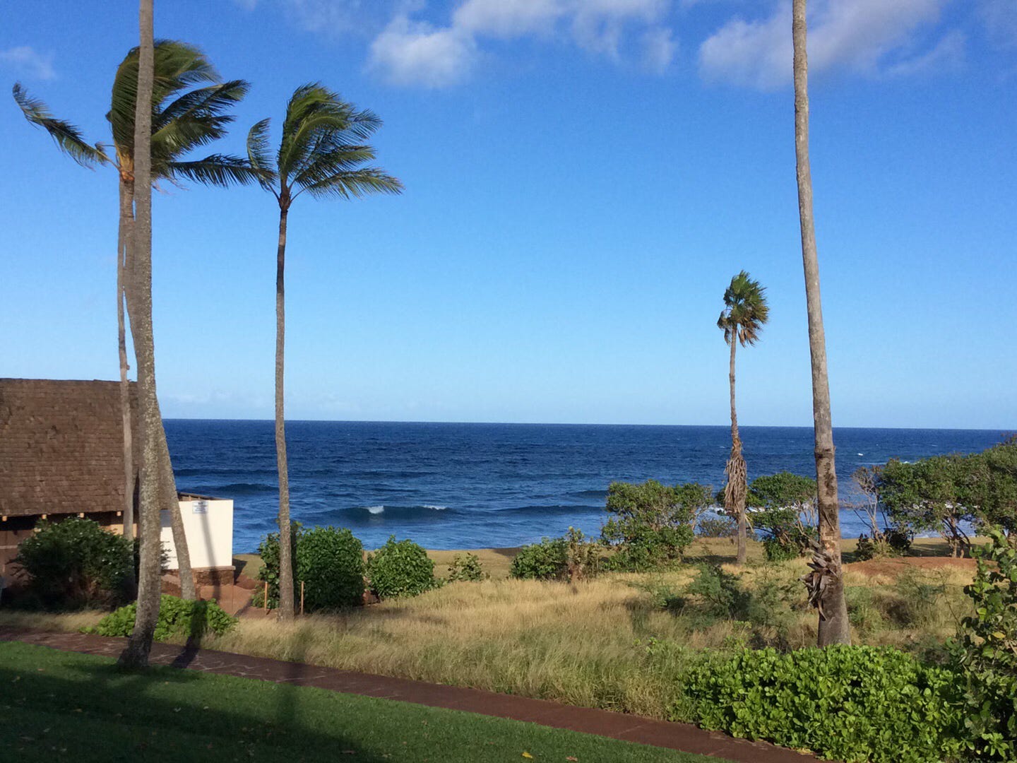 Palm trees and the Pacific Ocean off the island of Molokai'i (Hawai'i)