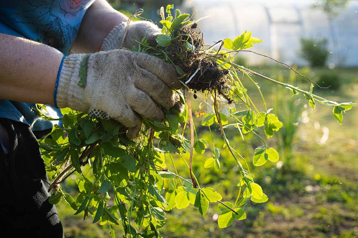 What Are Weeds? | Gardener's Path