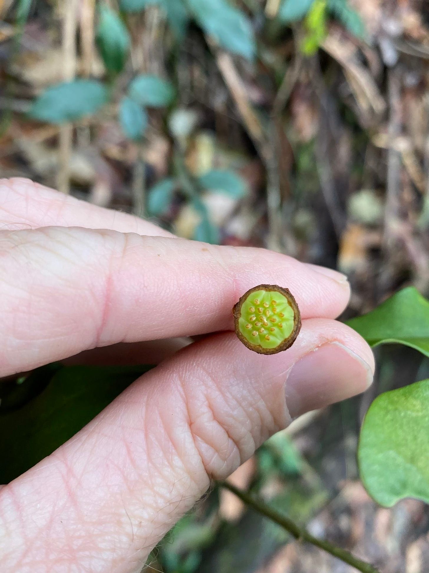 Eupomatia bennettii [small bolwarra fruit, ATLAS, G. Tasney 2021].jpeg