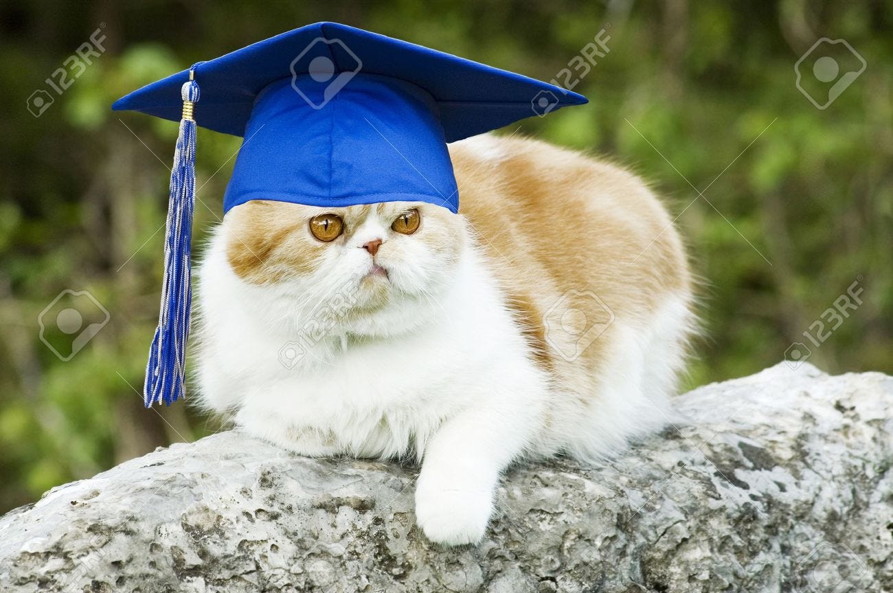 Cat Posing On Rock With Graduation Hat With Tassel, Funny Copy Space Stock  Photo, Picture And Royalty Free Image. Image 8993971.
