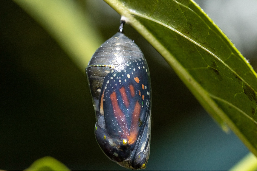 Monarch visible through chrysalis wall, as chrysalis hangs from a green leaf. Photo by Sandy Harris, from Pixabay.