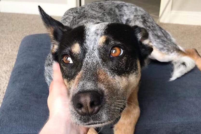 Scout the blue heeler with her head in my hand getting affection