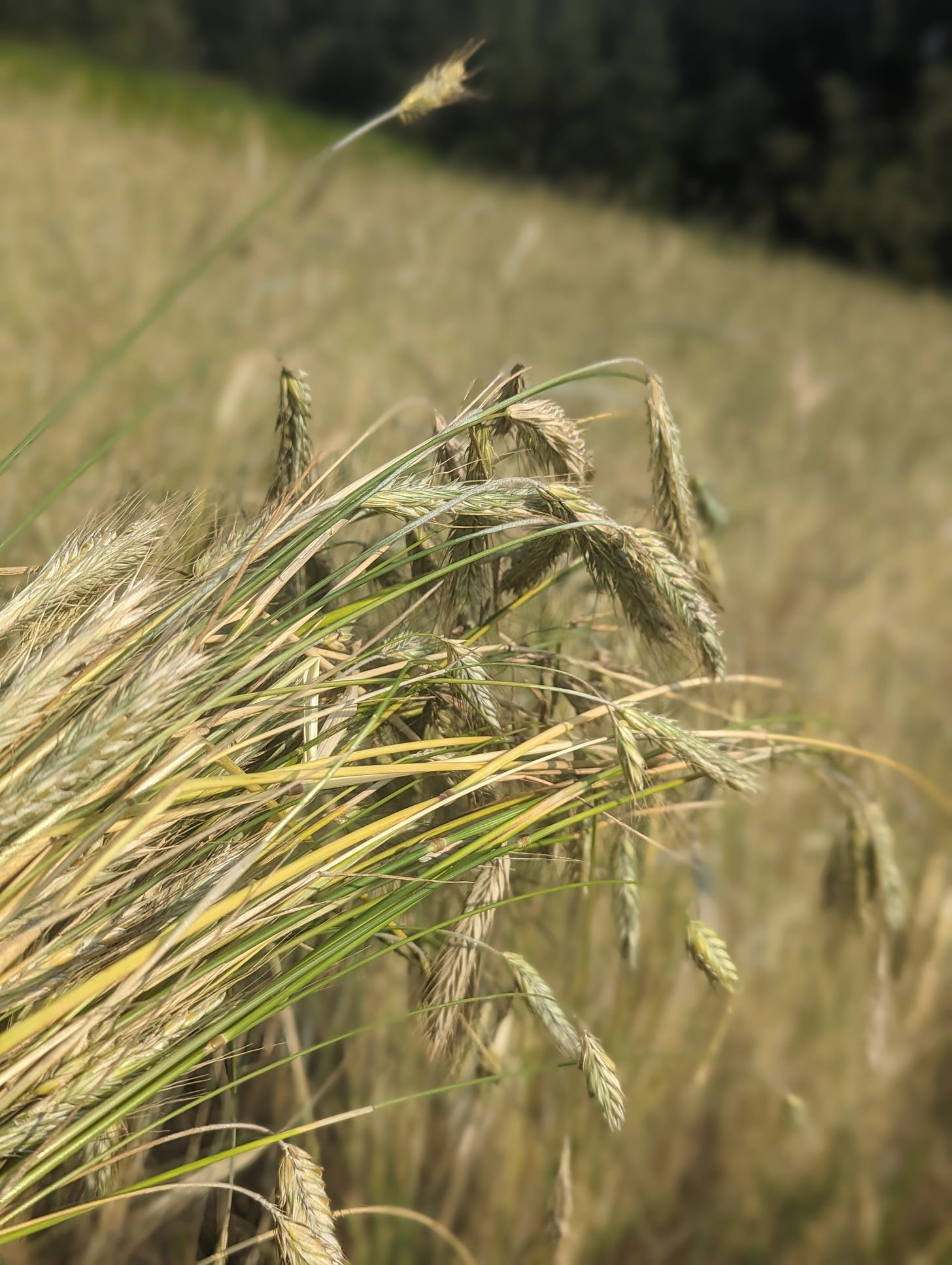 A photo of several stalks of fresh harvested rye grain.