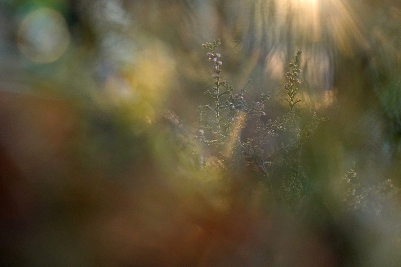 Fingers of afternoon sunlight reach through Scots pine trees and illuminate heather and blaeberry on the woodland floor
