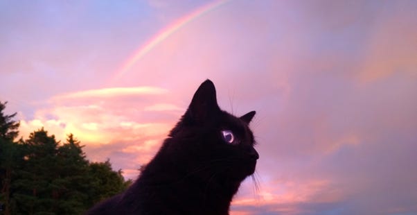 Photo of a little black cat in front of a rainbow