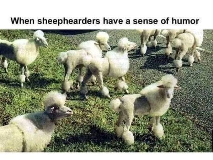 May be an image of text that says 'When sheephearders have a sense of humor'