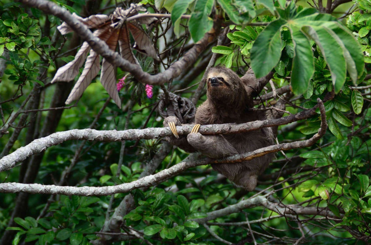 un perezoso subido a un árbol en la selva amazónica