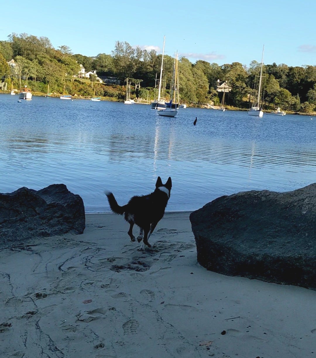 Dog galloping across sand to the water of a harbor