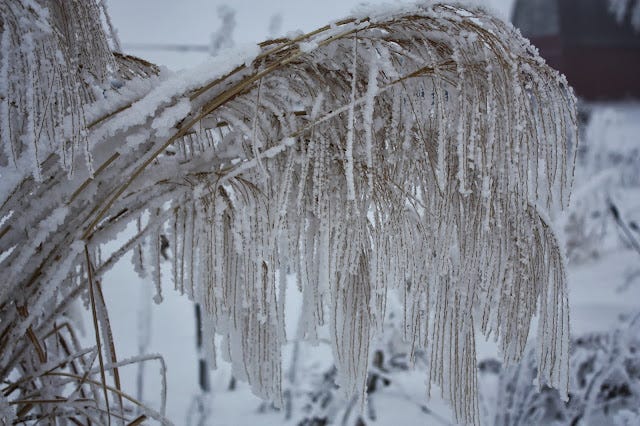 Frosty grasses