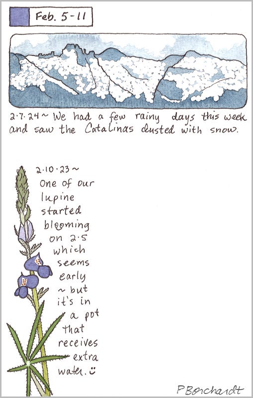 Perpetual Journal, week of Feb. 5-11: Snow on the Catalinas (2024); Lupine in Bloom (2023)