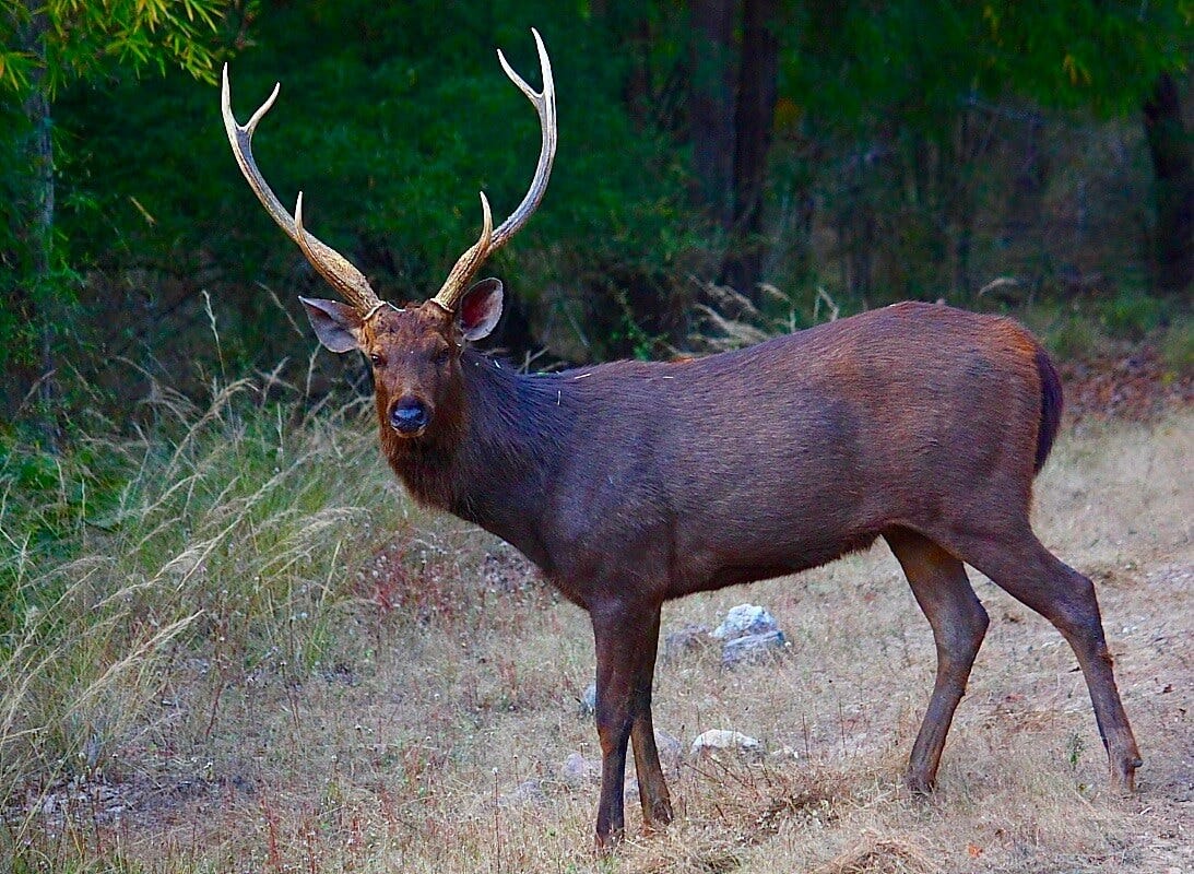 Sambar Deer · New Zealand Safaris