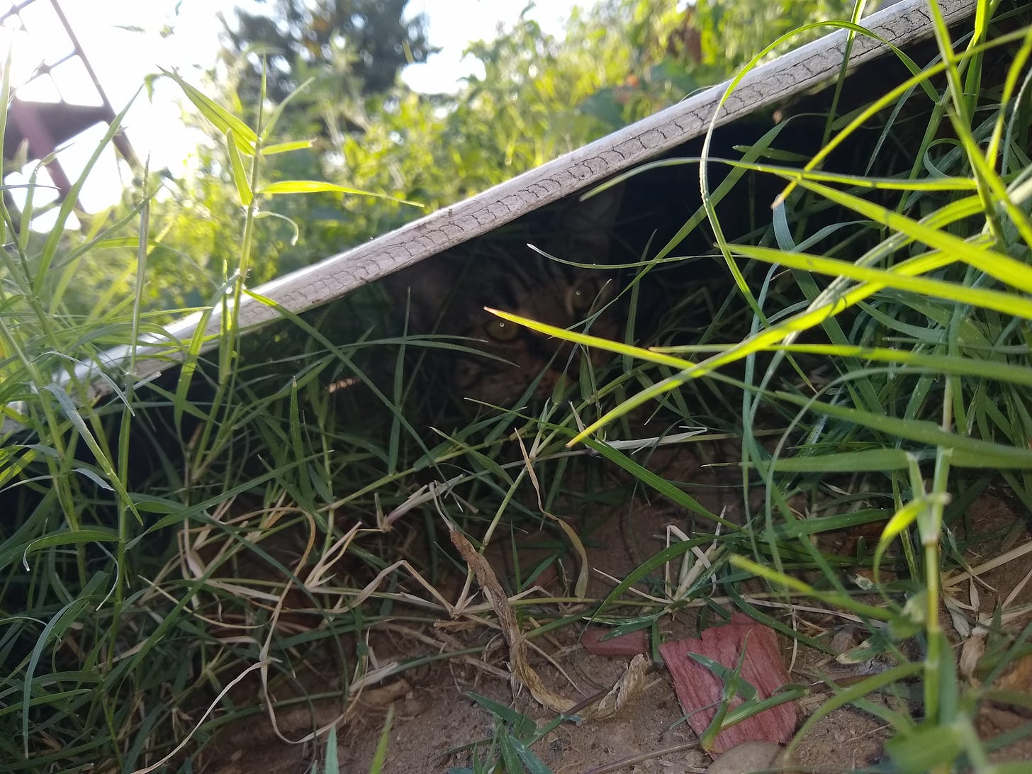 a cat hiding in the weeds