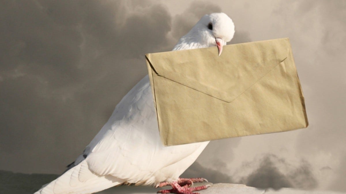 Insólito: subastaron una paloma mensajera a un precio récord de 1,6  millones de euros
