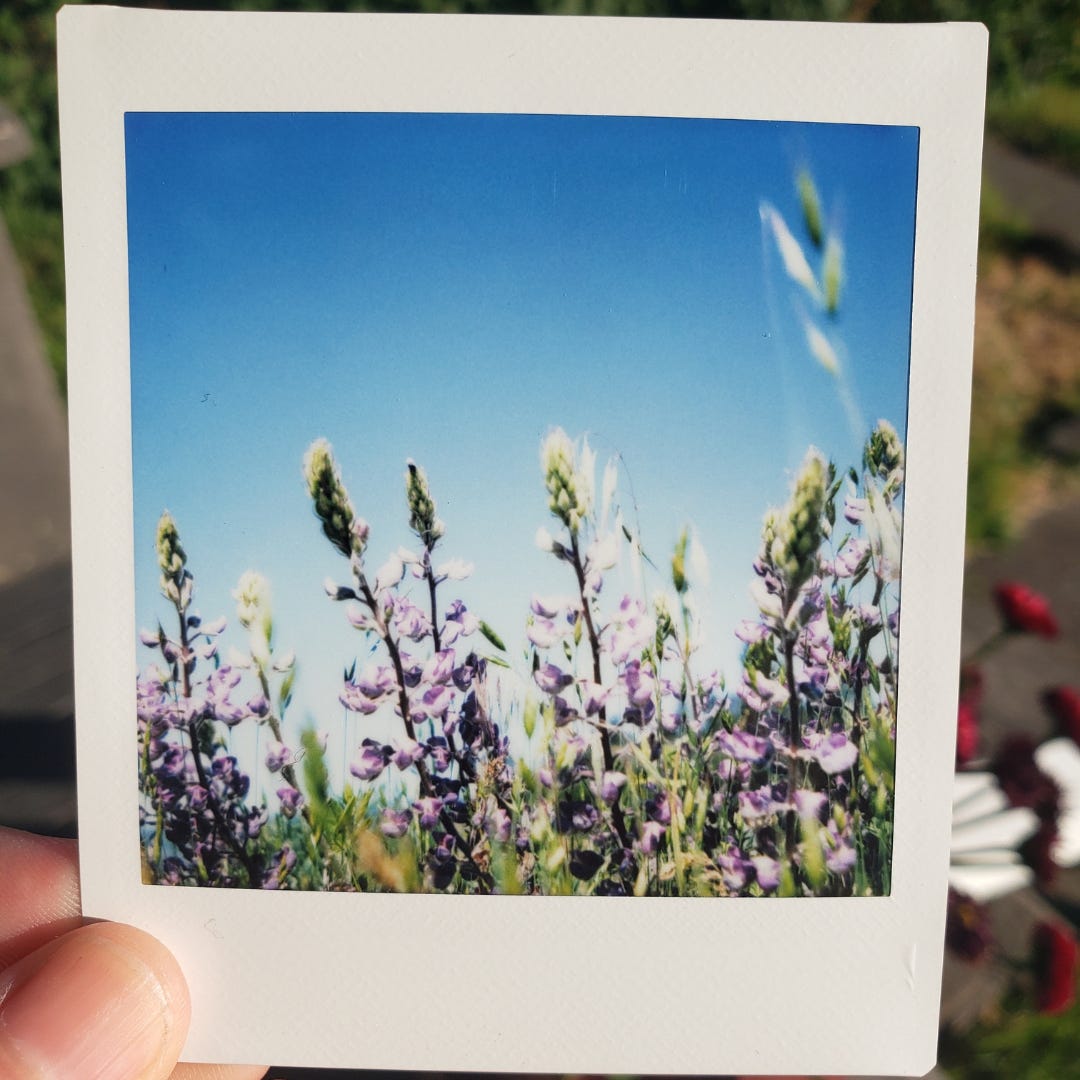 A close-up shot of purple flowers