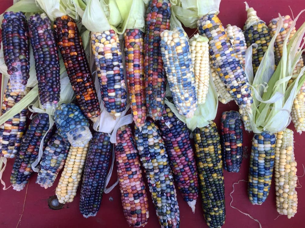 Dozens of harvested corncobs with multicolored kernels are laid out on a flat surface. 